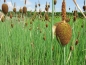 Preview: Typha minima - Zwergrohrkolben